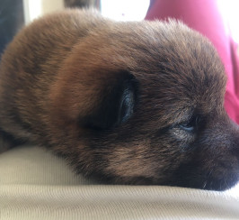 Japanese Shiba Inu Puppies