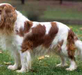 Cavalier King Charles Spaniel