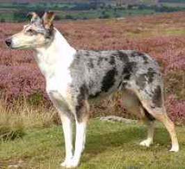 Smooth Collie