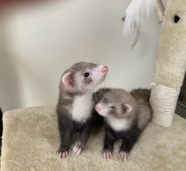 Ferret kits for sale