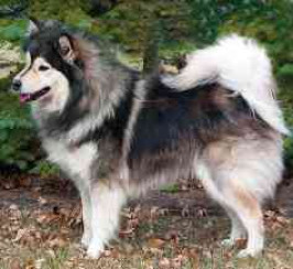 Finnish Lapphund