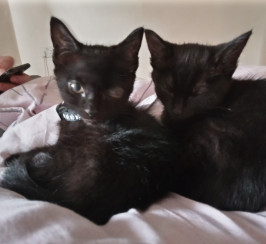 2 beautiful Bombay cats for sale