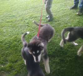 Charms and kodas pups