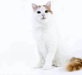 Turkish Van