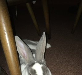 Loving and caring rex rabbit 