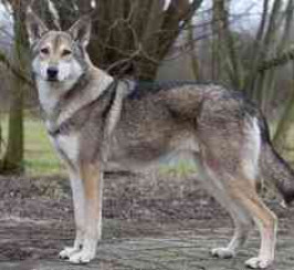 Saarloos Wolfdog
