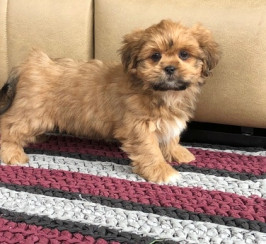 6 Pure Breed Pedigree Lhasa Apso Puppies