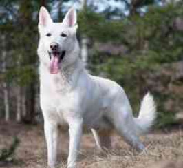White Swiss Shepherd