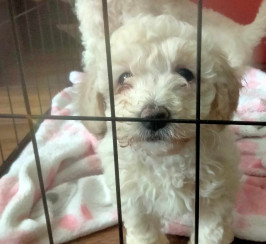 Female Poochons pups 