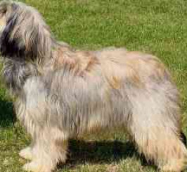 Portuguese Sheepdog