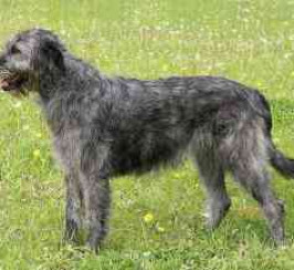 Irish Wolfhound
