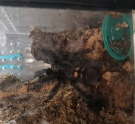 True spiders and Tarantulas for sale