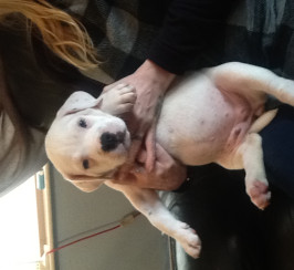 Masstiff pups for sale