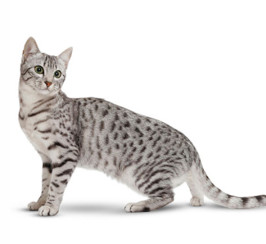 Egyptian Mau