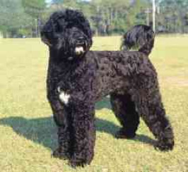 Portuguese Water Dog