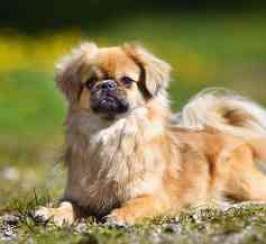 Tibetan Spaniel