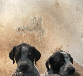 German wirehaired pointer x lurchers