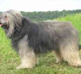Catalan Sheepdog