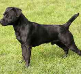 Patterdale Terrier