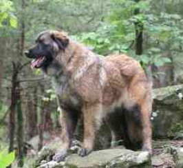 Estrela Mountain Dog