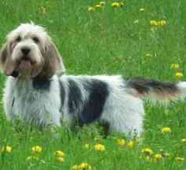 Basset Griffon Vendeen