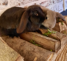 Beautiful pure bred French lop baby rabbits - ready to leave  