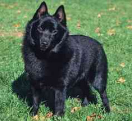 Schipperke