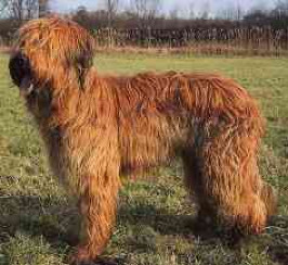 Briard