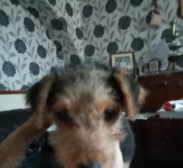 Lakeland terrier black and tan boy 3-month old