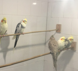 QUALITY Baby Cockatiel For Sale