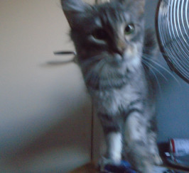 Purebred intelligent and Beautiful Norwegian Forest