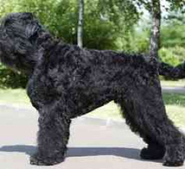 Russian Black Terrier