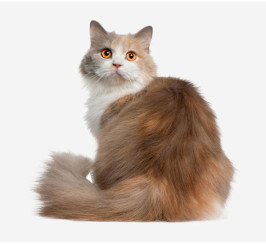 British Longhair