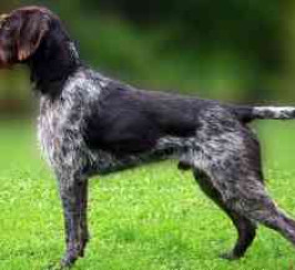 German Wirehaired Pointer