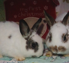 Two bunnies and hutch