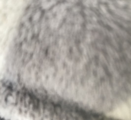 **WANTED**Looking for Dogue de Bordeaux puppy