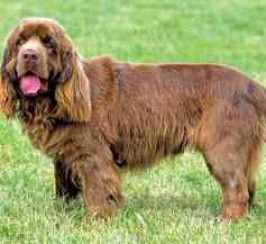 Sussex Spaniel