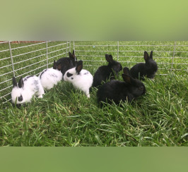 Rabbits for sale 