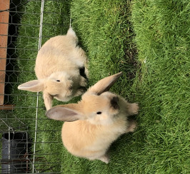 Two baby bunnies for sale