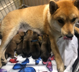 shiba inu puppies