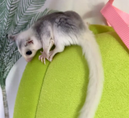 1 male mosaic sugar glider joey for sale 
