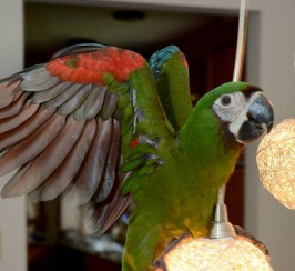 Inquisitive severe macaw available