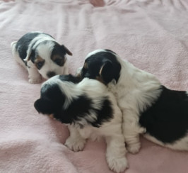 Yorkshire Biewers Puppies 