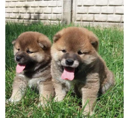 Shiba Inu puppies, 5 weeks old on the photos. Two adorable boys available for you