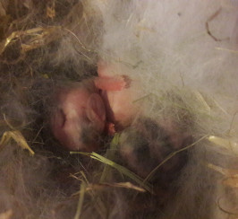 French lopx lionhead lop baby rabbits