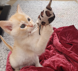 Burmese pedigree kitten
