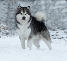 Alaskan Malamute for stud Chempion line 