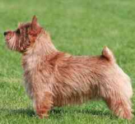 Norwich Terrier