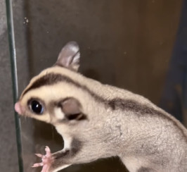 1 male 100% het leu sugar glider joey