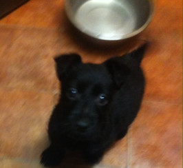 Stunning Terrier Puppys